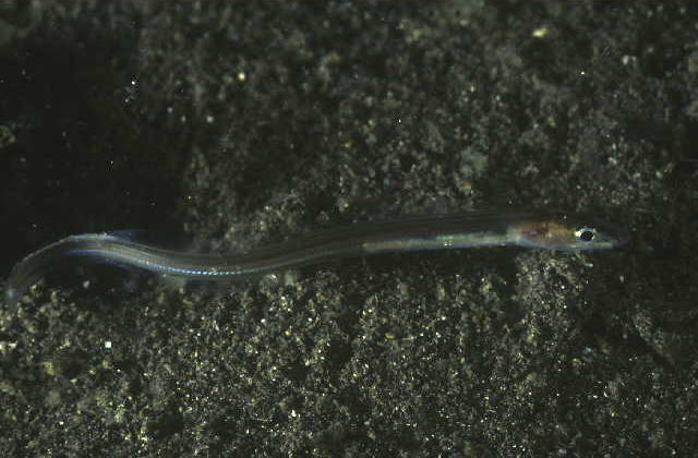 Gnathophis nystromi